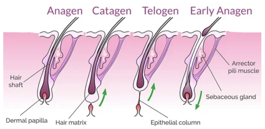Diagram illustrating the three stages of the hair growth cycle: anagen (growth phase), catagen (transition phase), and telogen (resting phase).